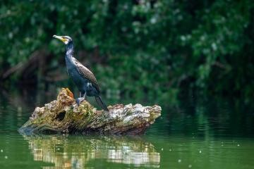Kormoran in den Rheinauen; Bild: Fotofreunde Rheinstetten Kormoran in den Rheinauen