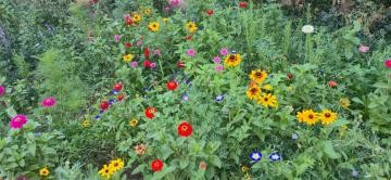 bunt blühende Blumenwiese