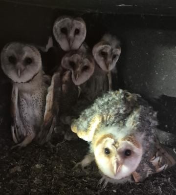 Fünf junge Schleiereulen im Nest