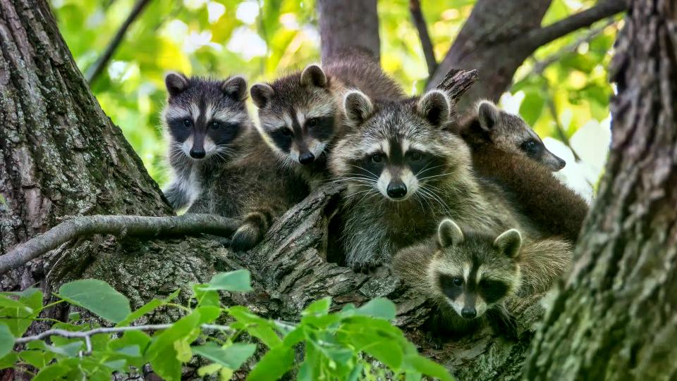 Mehrere Waschbären im Baum